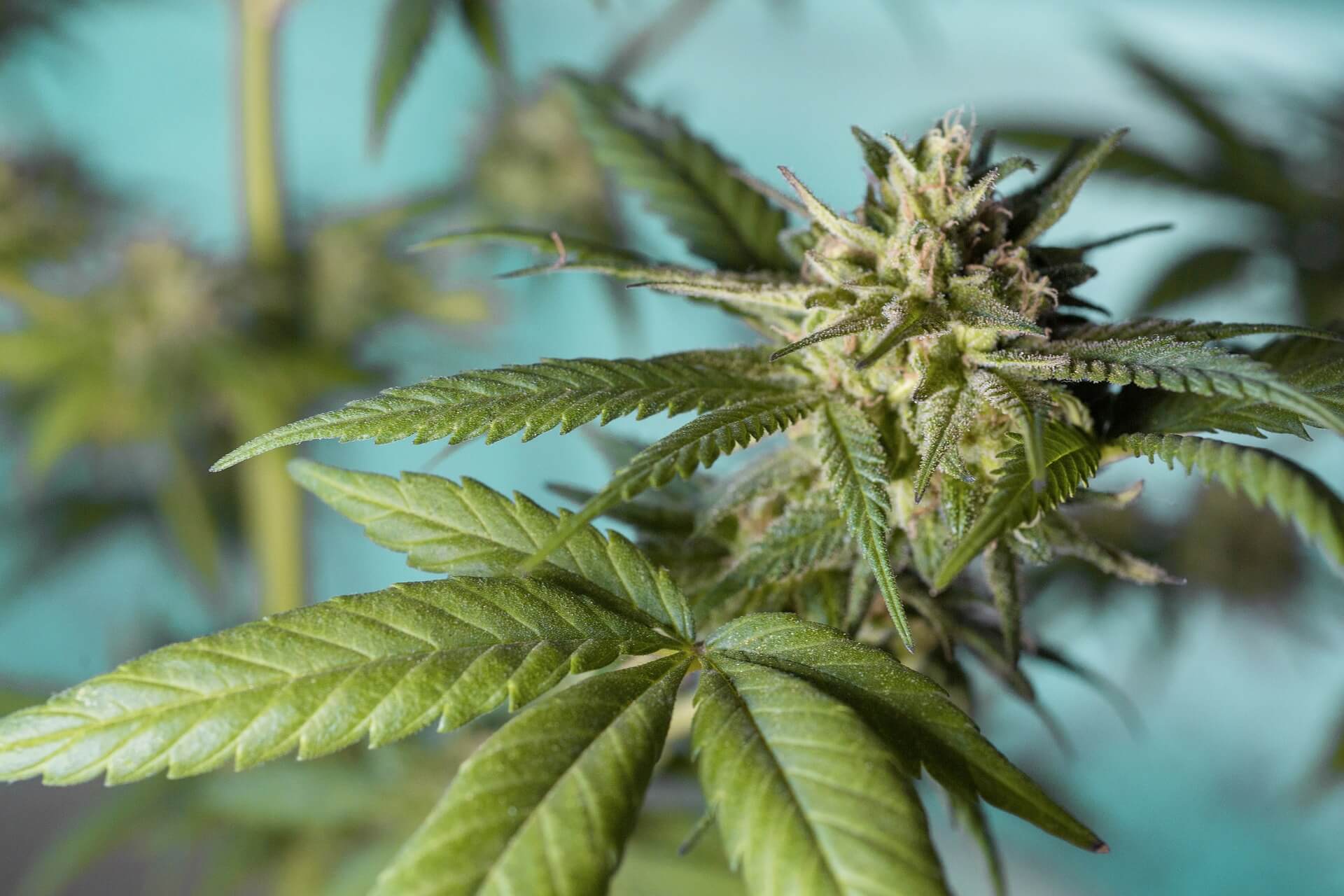 Image of How is THCA flower made?